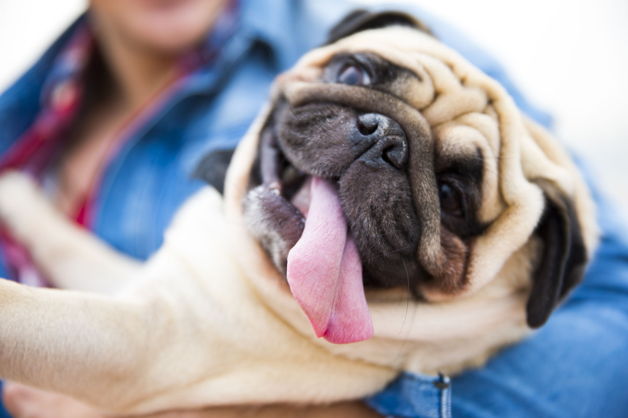 Dog walker with a pug