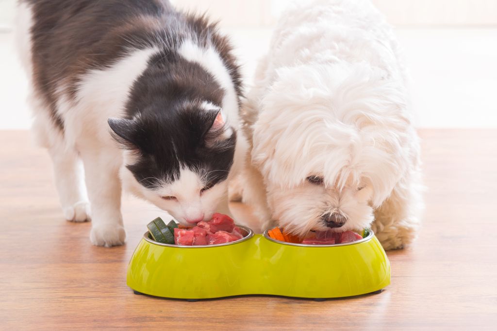 Healthy pet food and nutrition