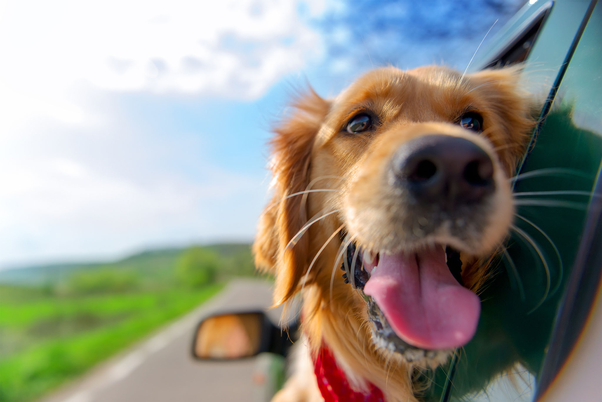 Golden retriever looking out of a car window
